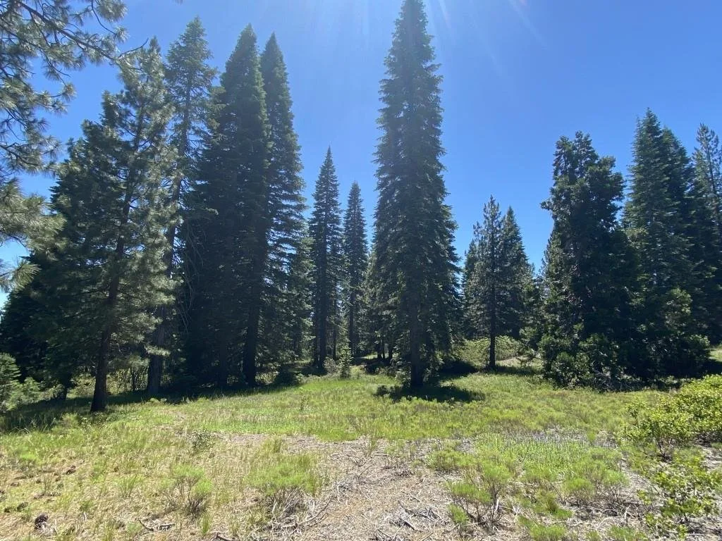 2-E-15 Snowline Cir, McCloud — view 9 of 12