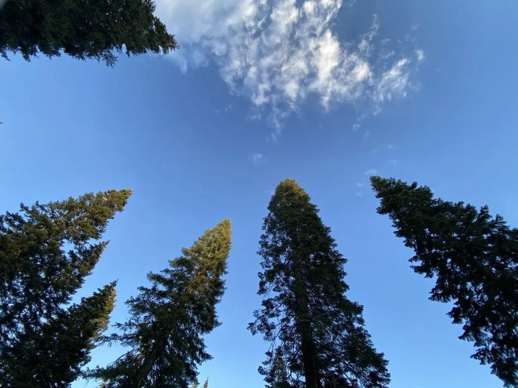 View at 3-F-9 Silverthorn Ct, McCloud — 4 of 4