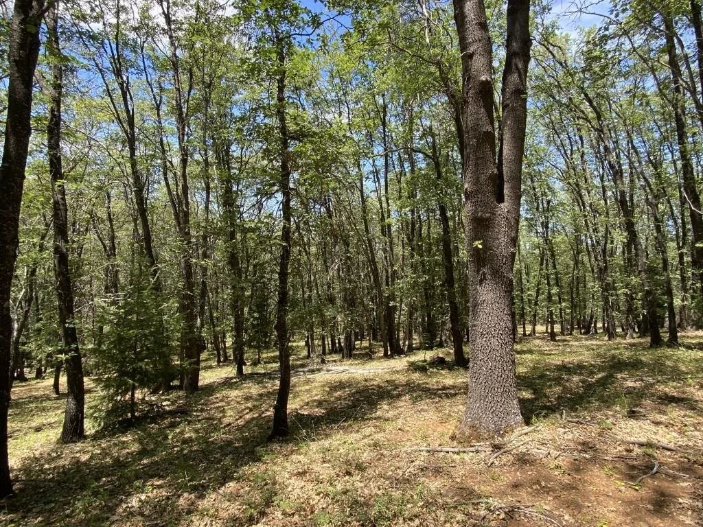 4-C-1 Columbine Rd, Weed — view 12 of 12