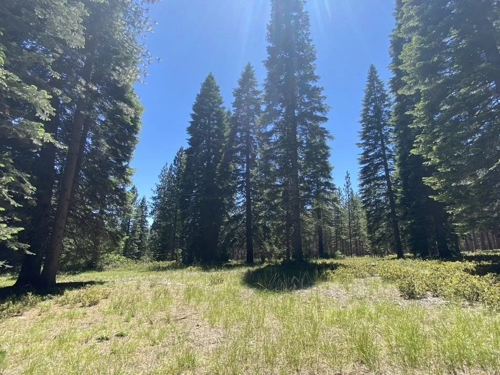 2-E-15 Snowline Cir, McCloud — view 7 of 12