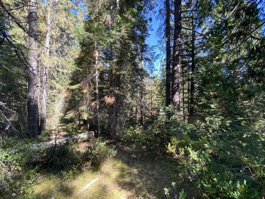 3-C-23 Fumarole Dr, McCloud — view 8 of 12
