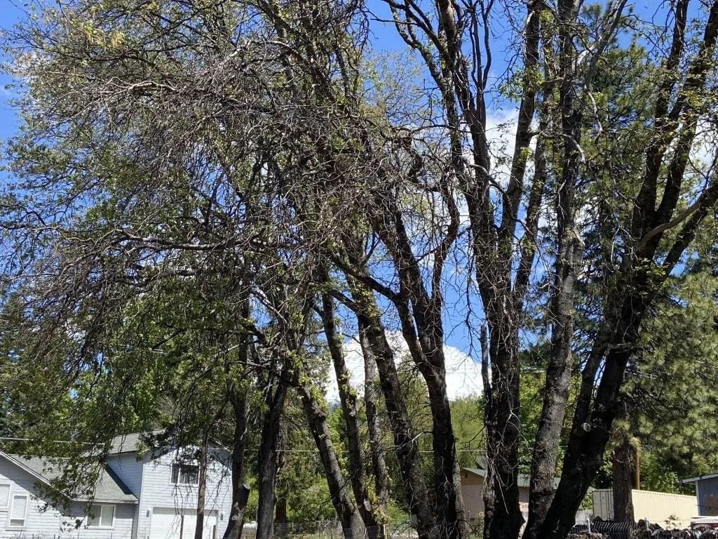 Exterior at Lots 4 & 5 Berry St, Mount Shasta — 5 of 5