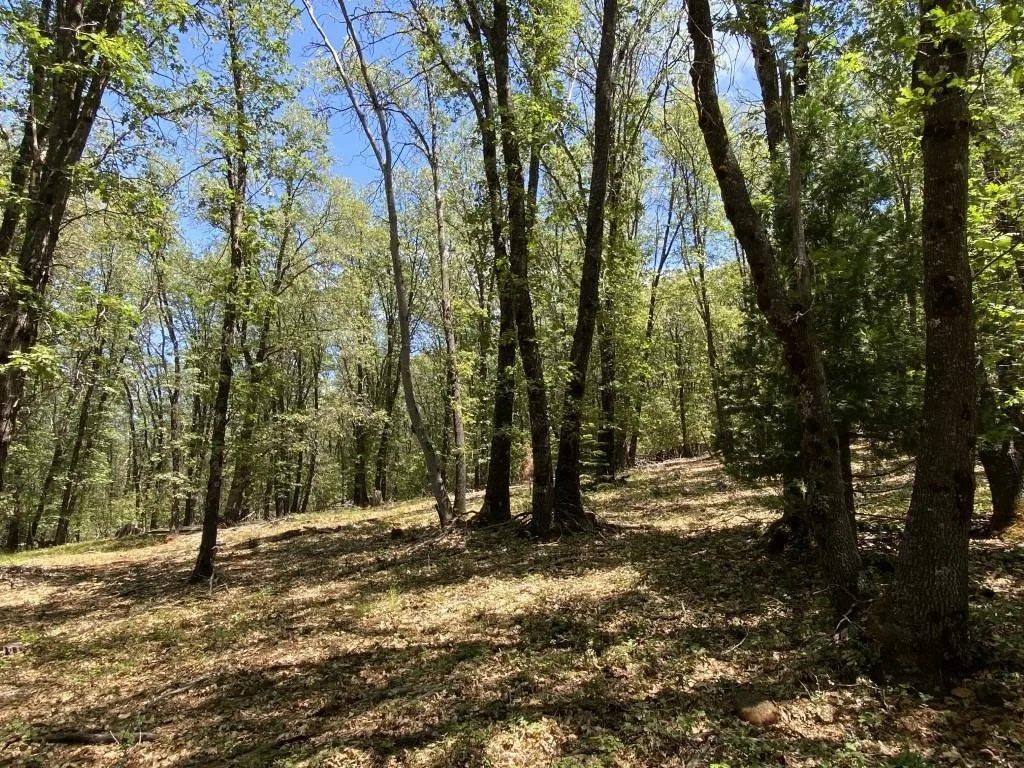 4-C-1 Columbine Rd, Weed — view 9 of 12