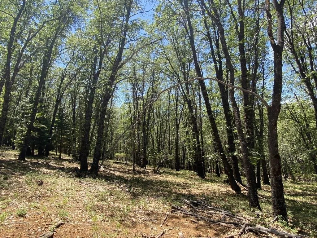 4-C-1 Columbine Rd, Weed — view 4 of 12