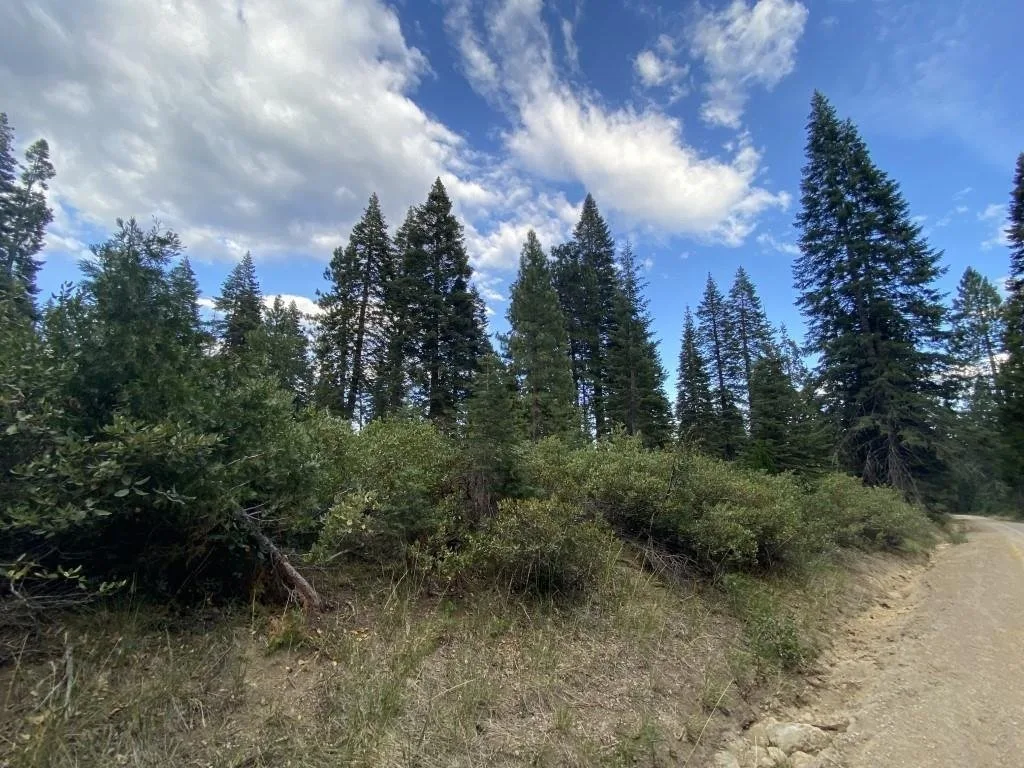 Outdoor space at 3-F-9 Silverthorn Ct, McCloud — 1 of 3