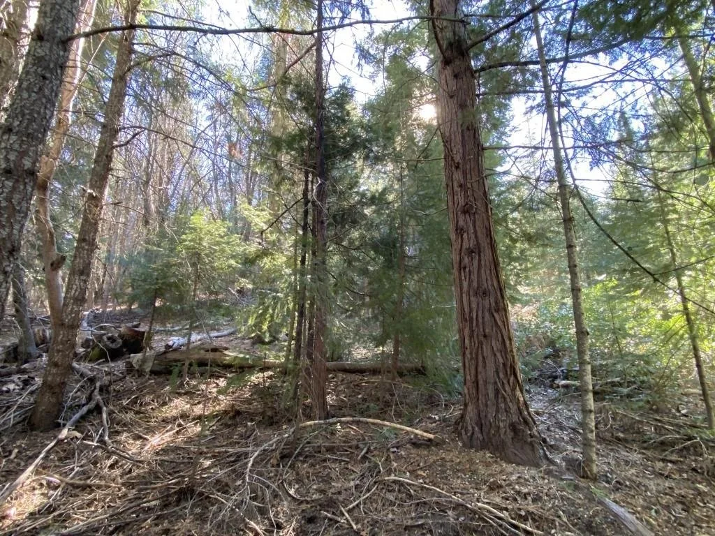 Lot 22 Woodside Ct, Mount Shasta — view 8 of 12