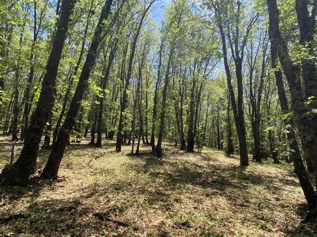 4-C-1 Columbine Rd, Weed — view 8 of 12