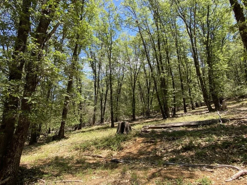 4-C-1 Columbine Rd, Weed — view 7 of 12