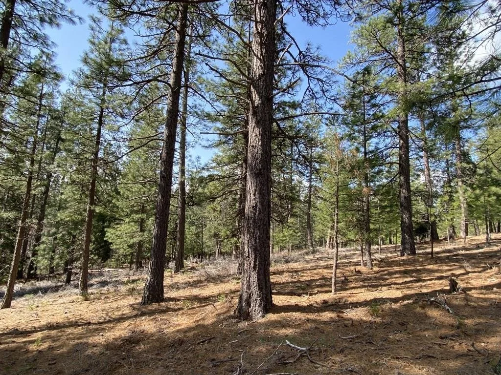 Lot 26 Meadow Ln, Weed — view 10 of 12