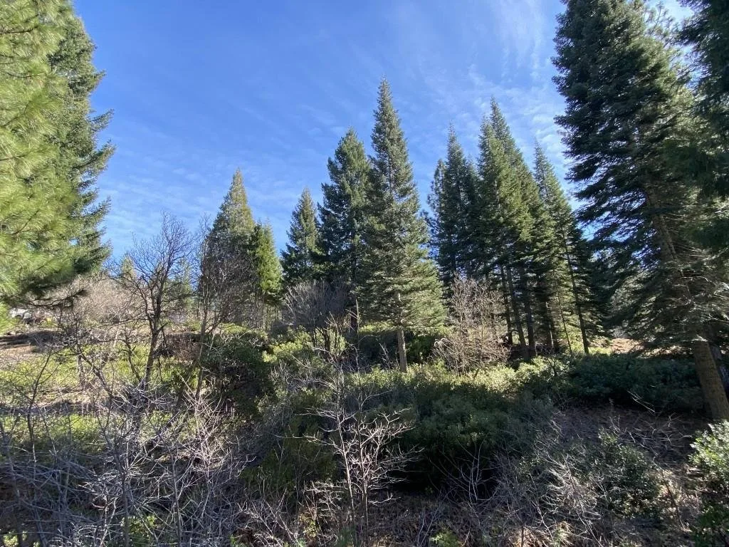 Lot 7 Andrew Ct, Mount Shasta — view 3 of 11