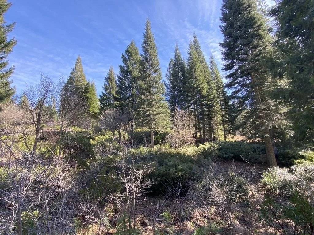 Lot 7 Andrew Ct, Mount Shasta — view 5 of 11