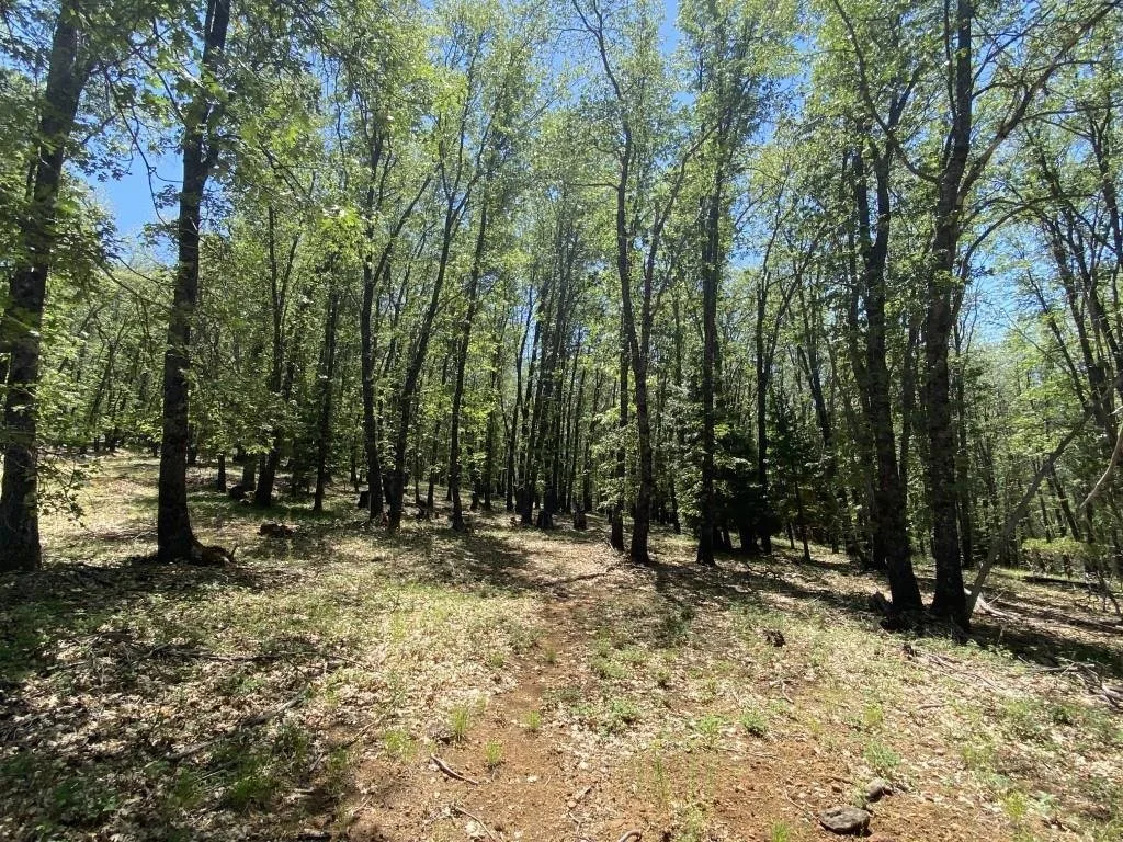 4-C-1 Columbine Rd, Weed — view 3 of 12