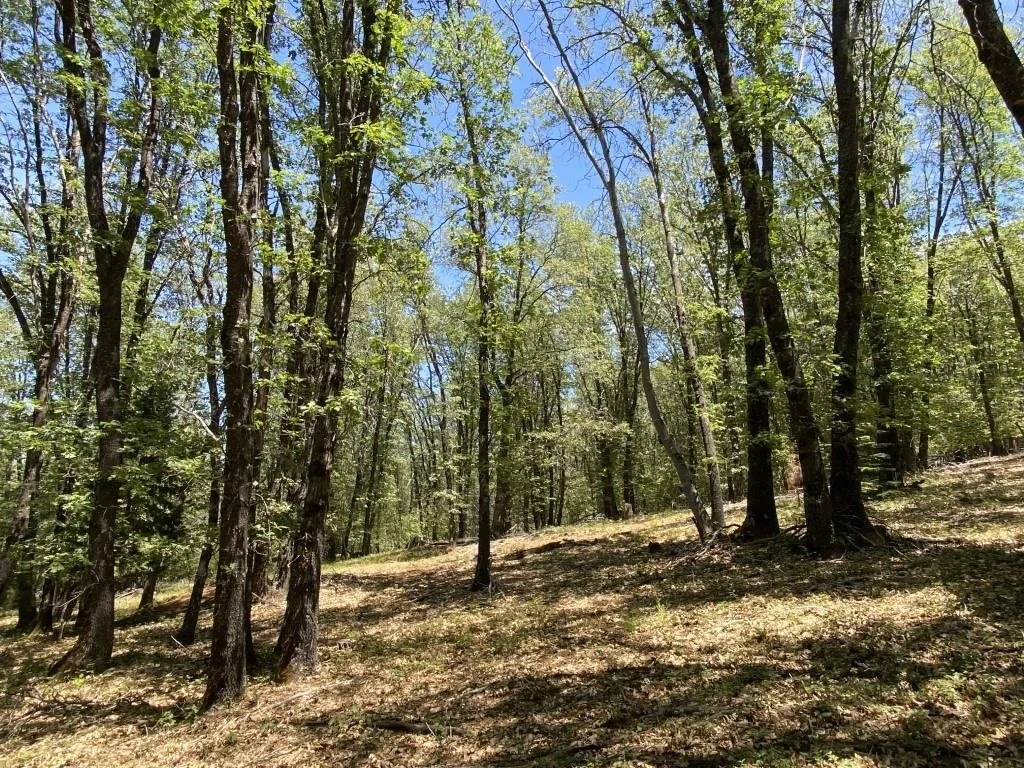 4-C-1 Columbine Rd, Weed — view 10 of 12