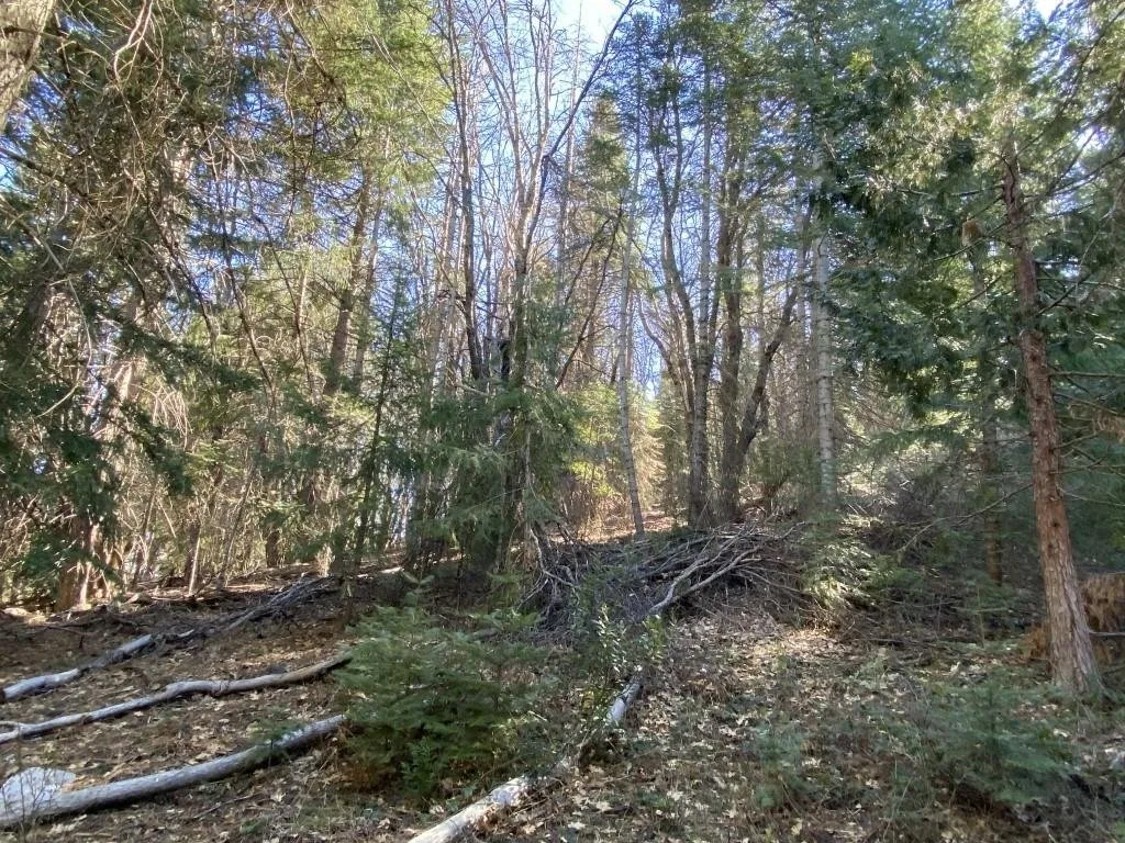 Lot 22 Woodside Ct, Mount Shasta — view 9 of 12