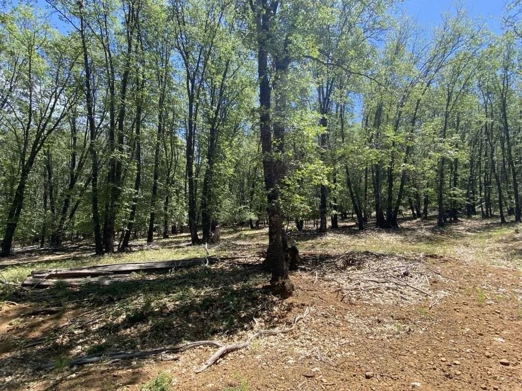 4-C-1 Columbine Rd, Weed — view 6 of 12