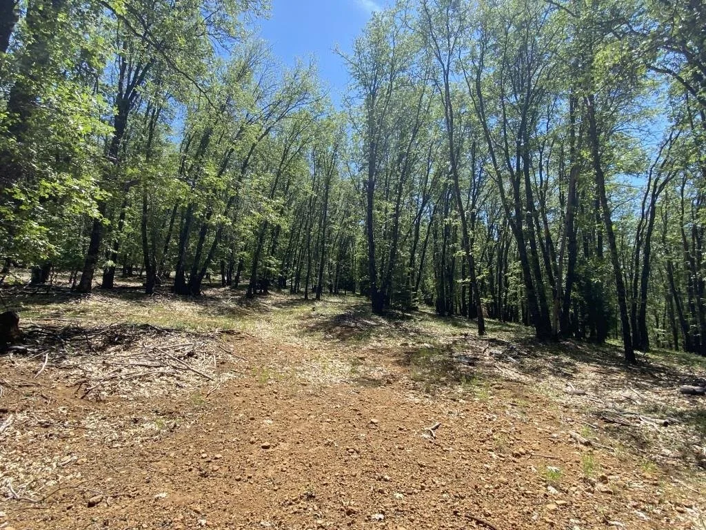 4-C-1 Columbine Rd, Weed — view 5 of 12