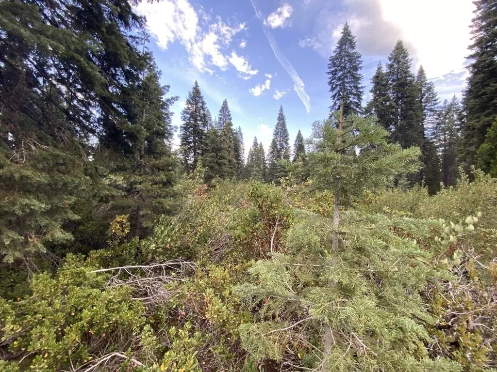 View at 3-F-9 Silverthorn Ct, McCloud — 2 of 4
