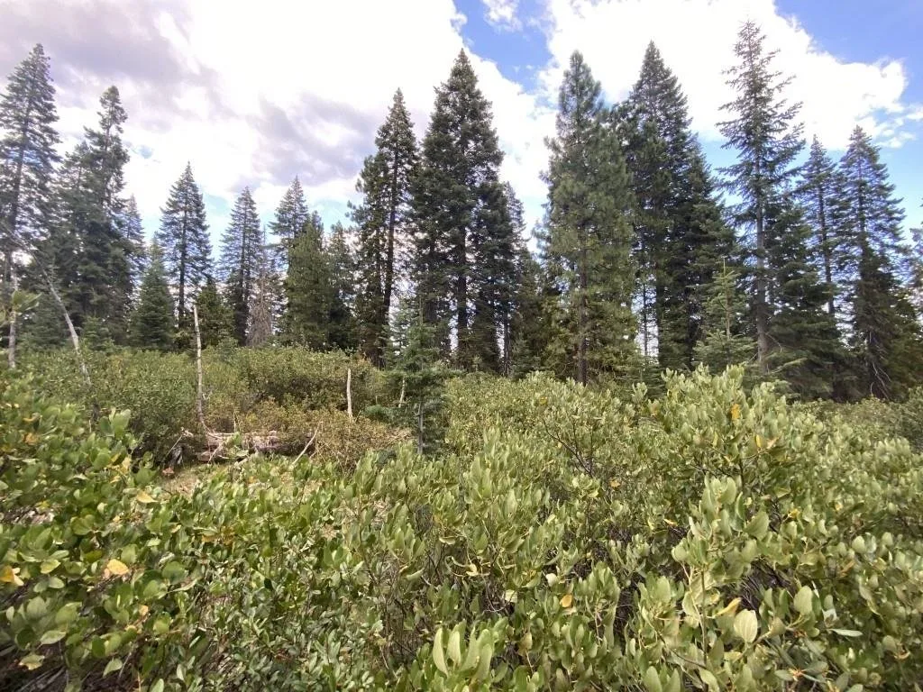View at 3-F-9 Silverthorn Ct, McCloud — 1 of 4