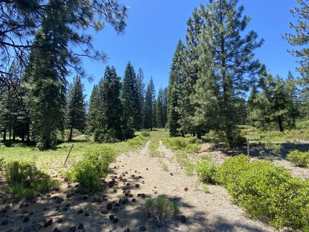 2-E-15 Snowline Cir, McCloud — view 3 of 12