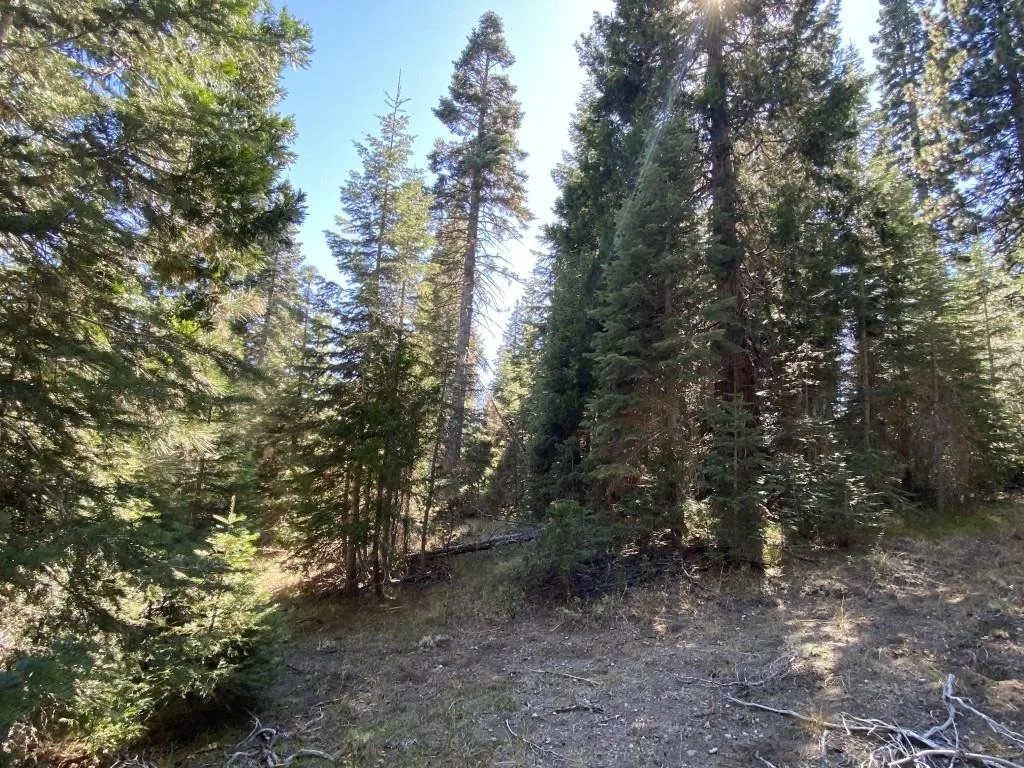 3-C-23 Fumarole Dr, McCloud — view 3 of 12
