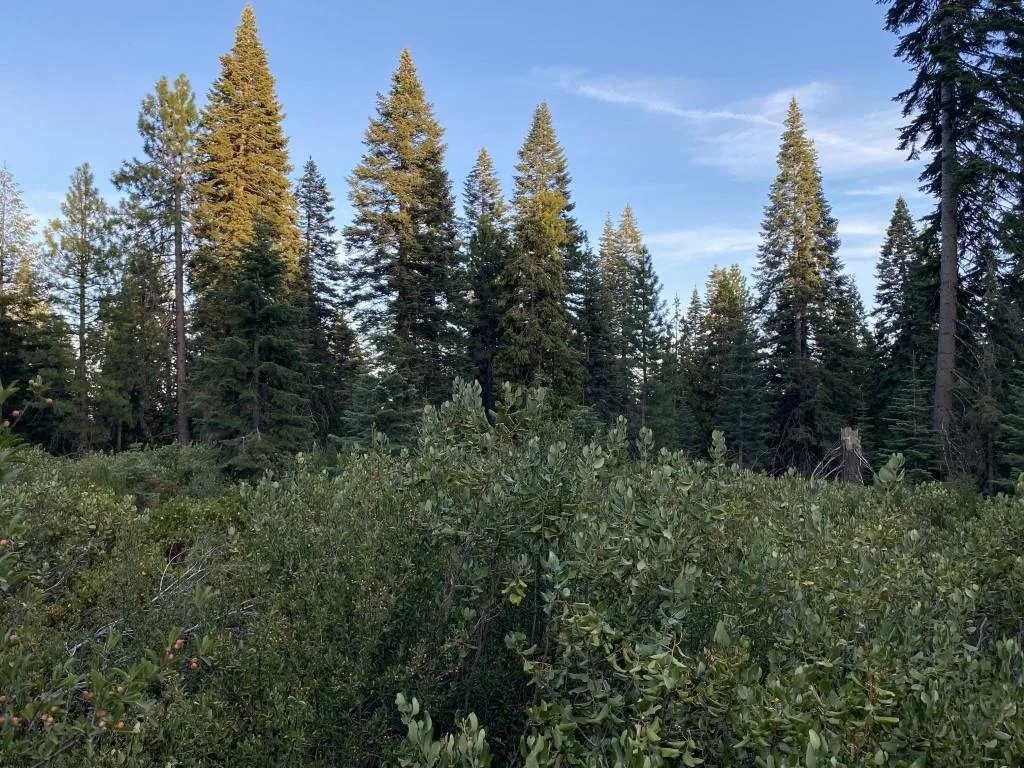 Outdoor space at 3-F-9 Silverthorn Ct, McCloud — 2 of 3