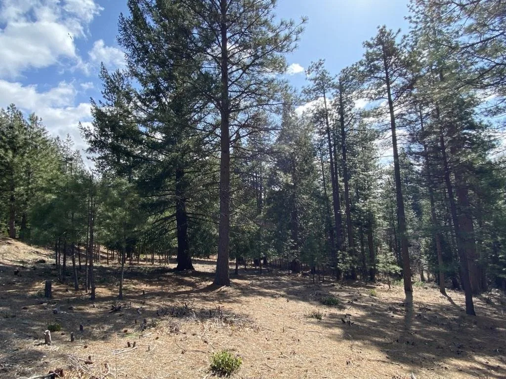 Lot 26 Meadow Ln, Weed — view 5 of 12