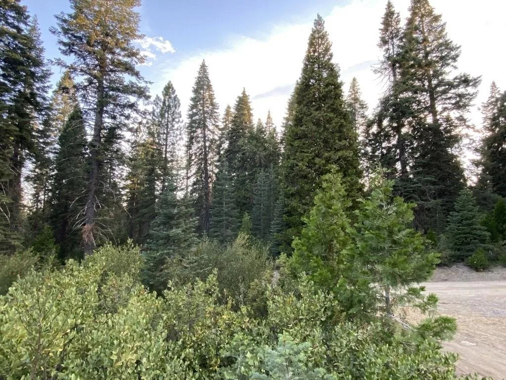View at 3-F-9 Silverthorn Ct, McCloud — 3 of 4