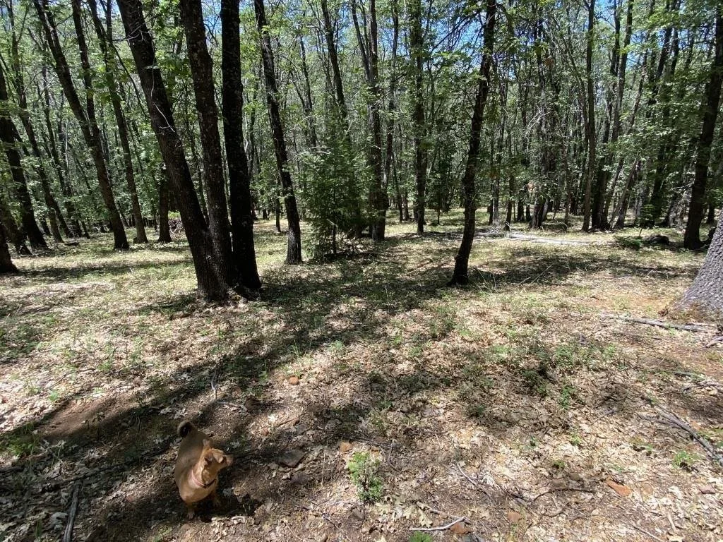 4-C-1 Columbine Rd, Weed — view 11 of 12